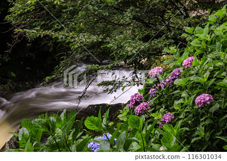 Returning waterfall and hydrangea 116301034