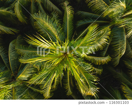 Aerial view of coconut trees field 116301103