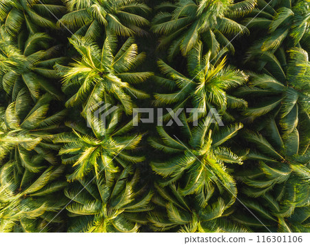 Aerial view of coconut trees field Aerial view of coconut trees field 116301106