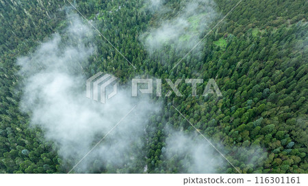 Aerial view of beautiful high altitude forest mountain landscape 116301161