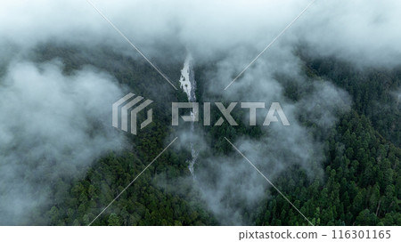 Aerial view of pine trees in beautiful forest lands Aerial view of pine trees in beautiful forest lands 116301165