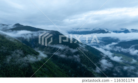 Beautiful high altitude foggy forest mountain landscape 116301174