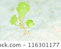 H的少年魚 116301177