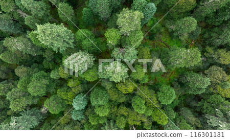 Beautiful high altitude forest mountain landscape Beautiful high altitude forest mountain landscape 116301181