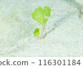 H的少年魚 116301184