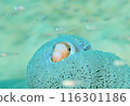 躲在海葵裡的小丑魚 116301186