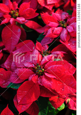Red poinsettia Christmas flowers in garden Red poinsettia Christmas flowers in garden 116301188