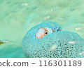 海葵和銀蓮花屬魚 116301189