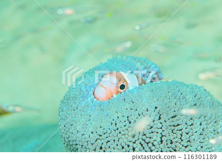 海葵和銀蓮花屬魚 海葵和銀蓮花屬魚 116301189