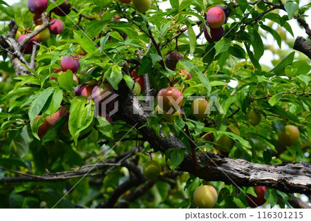 梅子（李子、醋桃） 116301215