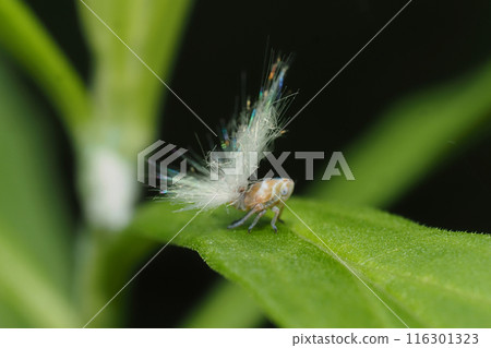 Larva of Amigasa Hagoromo 116301323