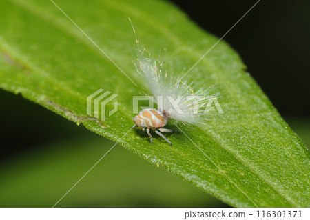 Larva of Amigasa Hagoromo Larva of Amigasa Hagoromo 116301371