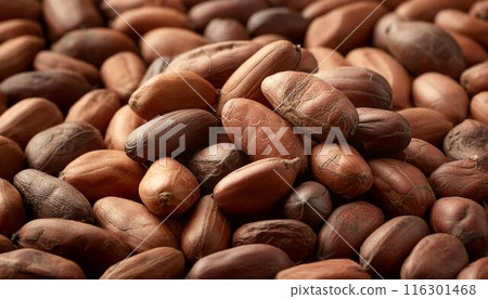 可可豆 1 的特寫圖像 可可豆 1 的特寫圖像 116301468