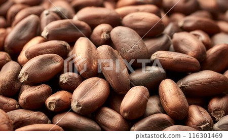 可可豆 2 的特寫圖像 116301469