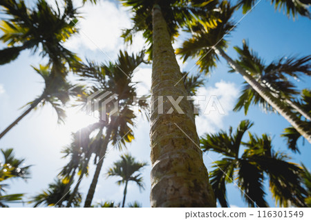 Areca nut trees under blue sky Areca nut trees under blue sky 116301549