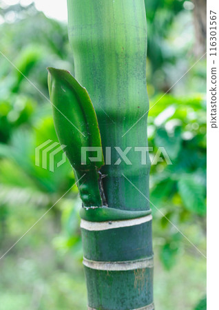 Areca palm flower bud on tree 116301567