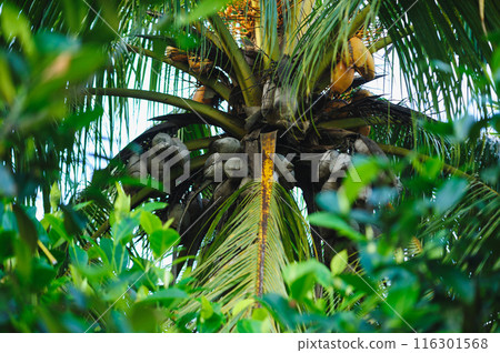Dried coconut fruits on tree 116301568