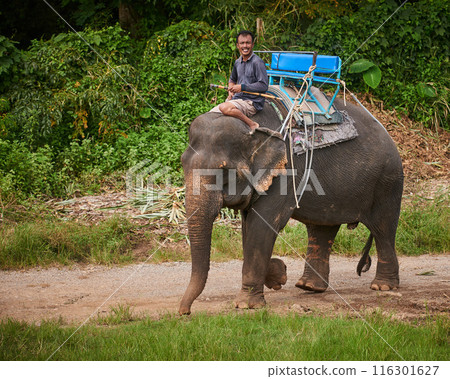 Man, portrait and elephant ride in nature for wildlife, animal rescue and training outdoors. Sanctuary, mammal and person in jungle for transportation, adventure and conservation in Sri Lanka Man, portrait and elephant ride in nature for wildlife, animal rescue and training outdoors. Sanctuary, mammal and person in jungle for transportation, adventure and conservation in Sri Lanka 116301627