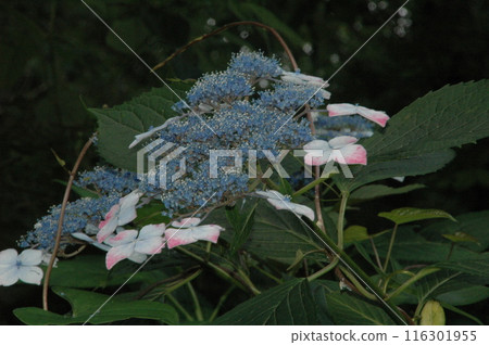Trees in Machida City Nozuta Park after Mangzhong Trees in Machida City Nozuta Park after Mangzhong 116301955