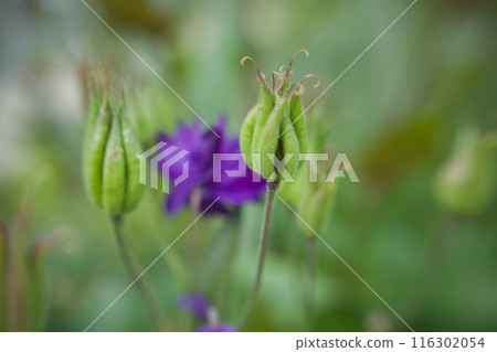 西哥倫拜恩「藍巴羅」開花後的種子。為下個賽季做準備。 116302054