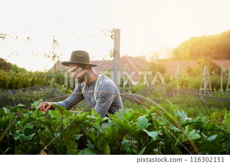 Man, farming and check vegetables or leaves for agriculture and sustainability with crops or eggplants growth in field. Worker, farmer or gardener with green produce, gardening or fertilizer for care Man, farming and check vegetables or leaves for agriculture and sustainability with crops or eggplants growth in field. Worker, farmer or gardener with green produce, gardening or fertilizer for care 116302151