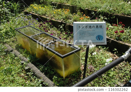 樹苗經過的町田市下著小山田町小山田綠地的樹木和風景。 樹苗經過的町田市下著小山田町小山田綠地的樹木和風景。 116302262