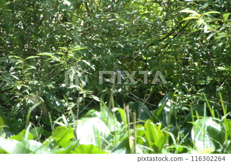 樹苗經過的町田市下著小山田町小山田綠地的樹木和風景。 樹苗經過的町田市下著小山田町小山田綠地的樹木和風景。 116302264