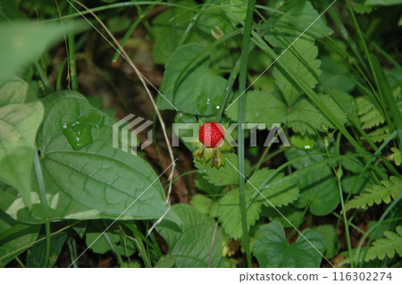 樹苗經過的町田市下著小山田町小山田綠地的樹木和風景。 樹苗經過的町田市下著小山田町小山田綠地的樹木和風景。 116302274