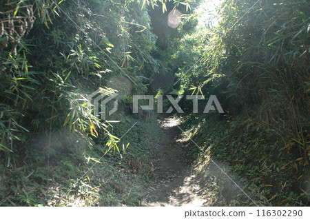 樹苗經過的町田市下著小山田町小山田綠地的樹木和風景。 116302290