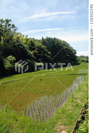 樹苗經過的町田市下著小山田町小山田綠地的樹木和風景。 樹苗經過的町田市下著小山田町小山田綠地的樹木和風景。 116302340