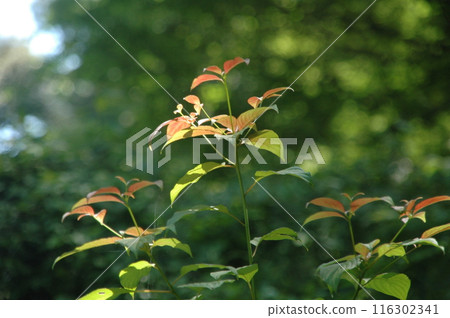 樹苗經過的町田市下著小山田町小山田綠地的樹木和風景。 樹苗經過的町田市下著小山田町小山田綠地的樹木和風景。 116302341