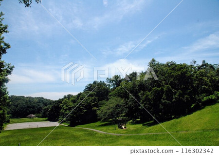 樹苗經過的町田市下著小山田町小山田綠地的樹木和風景。 樹苗經過的町田市下著小山田町小山田綠地的樹木和風景。 116302342