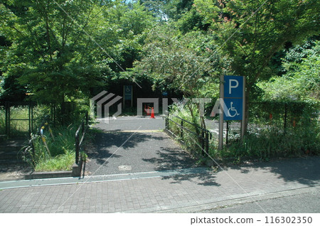 樹苗經過的町田市下著小山田町小山田綠地的樹木和風景。 樹苗經過的町田市下著小山田町小山田綠地的樹木和風景。 116302350