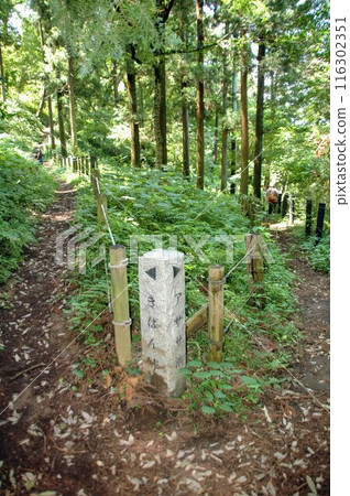 樹苗經過的町田市下著小山田町小山田綠地的樹木和風景。 樹苗經過的町田市下著小山田町小山田綠地的樹木和風景。 116302351