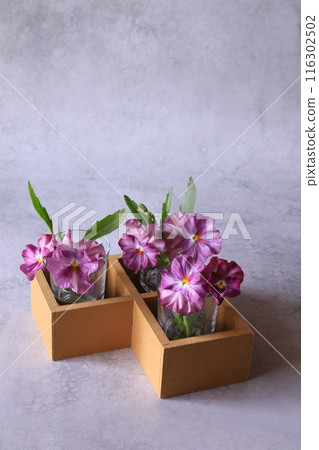 Purple pansy 116302502