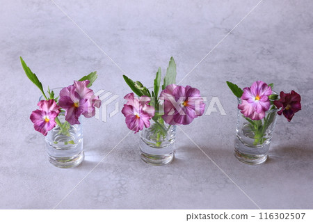 Purple pansy 116302507