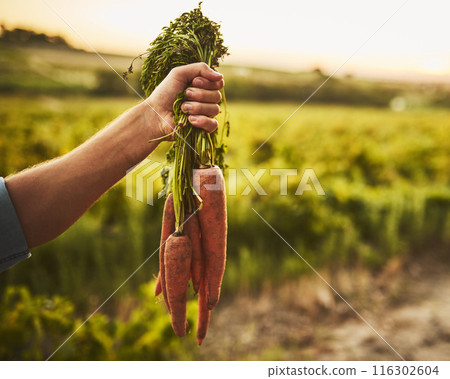 Hand, outdoor and bunch of carrots on farm for agriculture, sustainable and agro harvest growth. Environment, nature and eco friendly person with organic, fresh and nutrition vegetable in countryside Hand, outdoor and bunch of carrots on farm for agriculture, sustainable and agro harvest growth. Environment, nature and eco friendly person with organic, fresh and nutrition vegetable in countryside 116302604