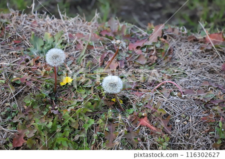 岸邊盛開的蒲公英 116302627