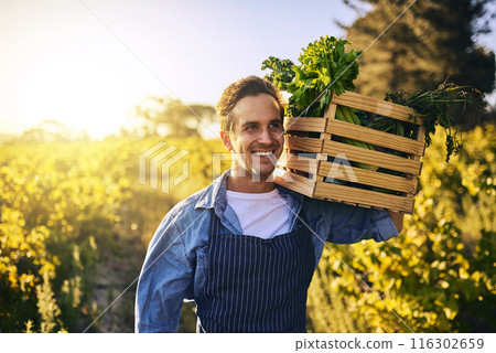 Agriculture, farm and sunrise for man with celery, natural produce and organic food in countryside field. Sustainability, agribusiness and farmer with box for eco farming, gardening and harvesting 116302659