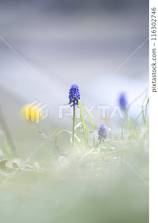 穆斯卡里鮮花盛開在春天領域 116302746