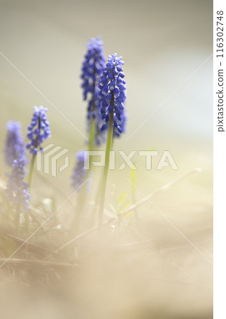 穆斯卡里鮮花盛開在春天領域 116302748