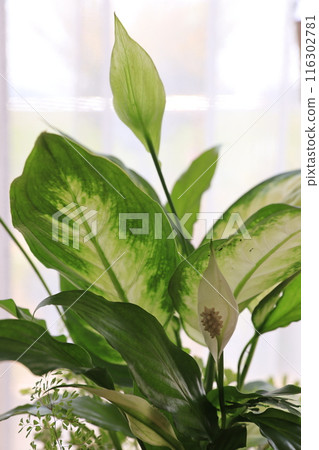 Planting foliage plants Planting foliage plants 116302781