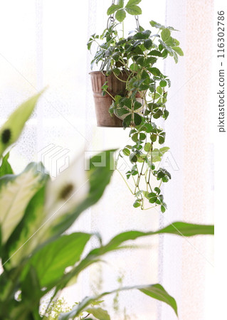 Planting foliage plants Planting foliage plants 116302786