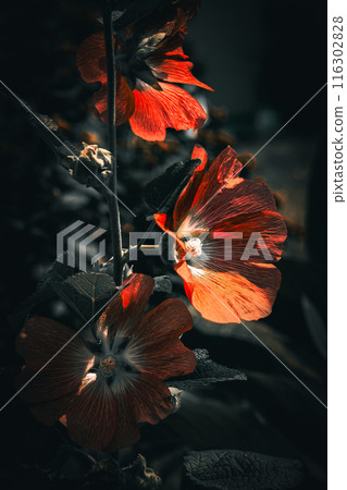 紅色花特寫鏡頭 116302828