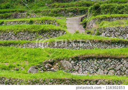 Stone walls of Sakaori rice terraces (Ena City, Gifu Prefecture) 116302853