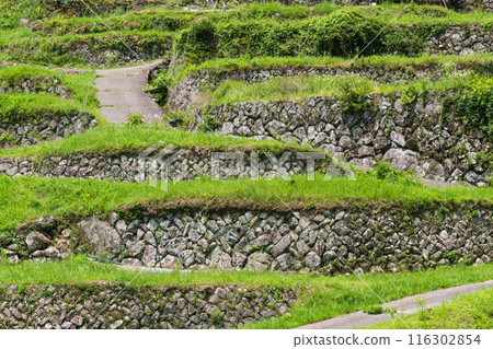 Stone walls of Sakaori rice terraces (Ena City, Gifu Prefecture) Stone walls of Sakaori rice terraces (Ena City, Gifu Prefecture) 116302854