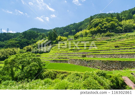 Sakaori rice terraces in summer (Ena City, Gifu Prefecture) Sakaori rice terraces in summer (Ena City, Gifu Prefecture) 116302861