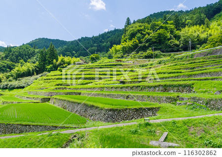 夏季的坂織梯田(岐阜縣惠那市) 夏季的坂織梯田(岐阜縣惠那市) 116302862