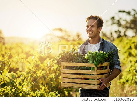 Farming, smile and man with vegetables in box for agriculture, production and growth in nature. Happy, farmer and container with organic produce for sustainable business, environment and harvest Farming, smile and man with vegetables in box for agriculture, production and growth in nature. Happy, farmer and container with organic produce for sustainable business, environment and harvest 116302889