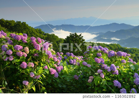 備之山公園橫跨埼玉縣秩父市和秩父區南町，坡上紫陽花、雲海、山景盡收眼底。 116302892